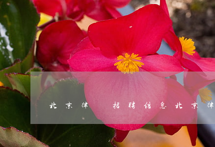 北京律師招聘信息(北京律師招聘信息)