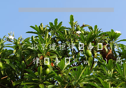 北京德恒律師事務(wù)所排名(北京德恒律師事務(wù)所排名)