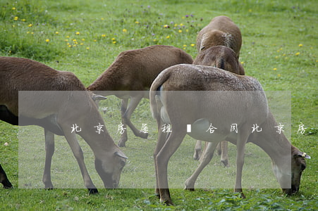 北京房屋租賃合同，北京房屋租賃合同模板