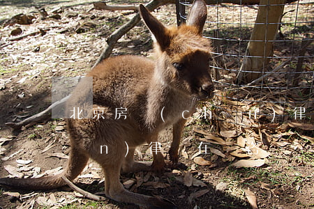 北京房產(chǎn)律師(北京房產(chǎn)律師在線咨詢電話)