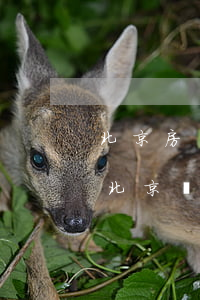 北京房產繼承公證需要什么手續(xù)費(北京繼承公證費收取標準)