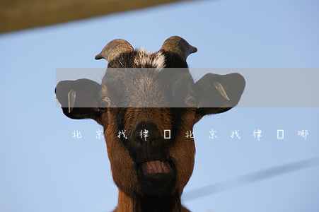 北京找律師(北京找律師哪里靠譜) 北京找律師(北京找律師哪里靠譜)
