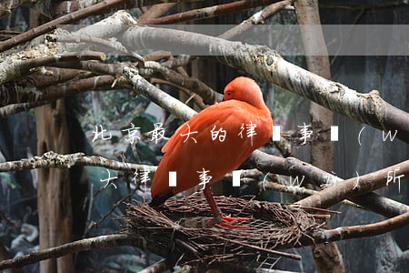 北京最大的律師事務(wù)所排名(北京十大律師事務(wù)所 排名)