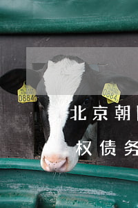 北京朝阳区擅长债权债务律师价格-北京债权债务纠纷律师