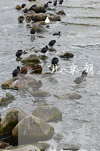 北京朝阳房产律师(律师 北京市朝阳区)