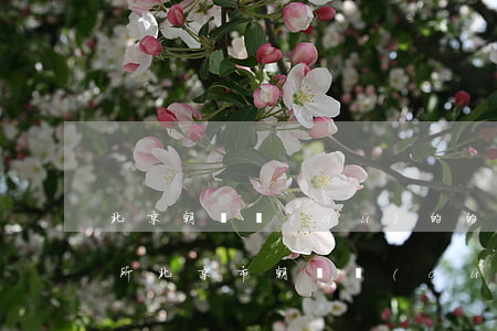 北京朝陽區(qū)的的律師事務(wù)所(北京市朝陽區(qū)的律師事務(wù)所)