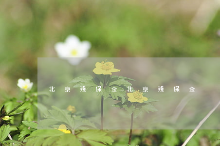 北京殘保金(北京殘保金)