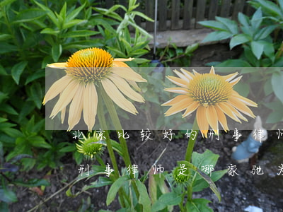北京比较好的刑事律师是哪家(北京比较好的刑事律师是哪家驰为律所怎么坐车呢)