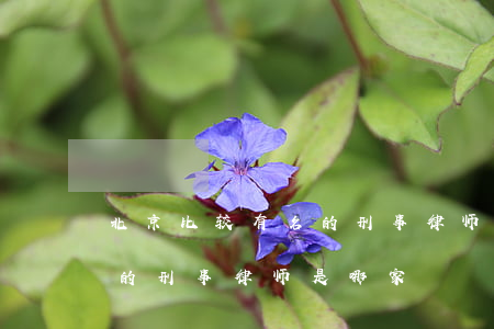 北京比较有名的刑事律师事务所(北京比较好的刑事律师是哪家)