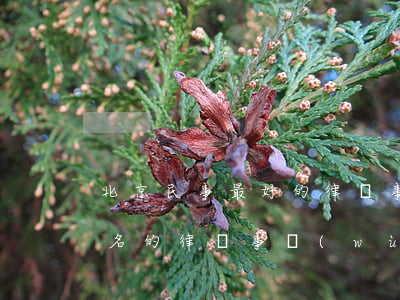 北京民事最好的律師事務(wù)所(北京有名的律師事務(wù)所有哪些民事方面)