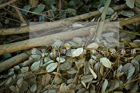 北京法律援助中心公益律師