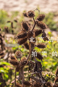 北京法院拍卖的车辆可以买吗(北京地区司法拍卖的汽车可以过户吗)