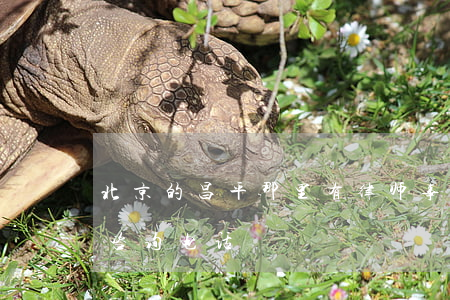 北京的昌平那里有律师事务所(北京昌平律师咨询电话)