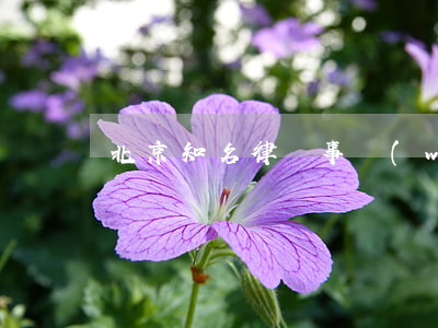 北京知名律師事務(wù)所列表