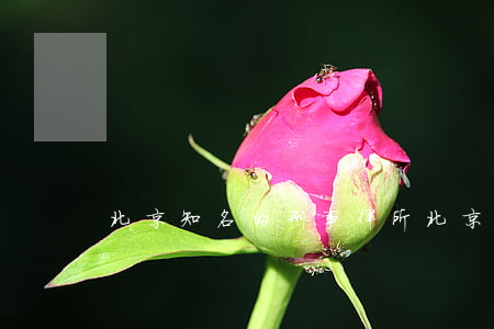 北京知名的刑事律所(北京有名的刑事律師)