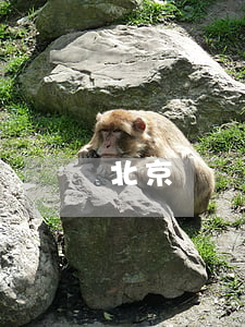 北京網貸被起訴(網貸 北京)