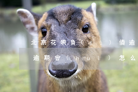 北京花唄負(fù)債逾期怎么辦(欠了花唄逾期會(huì)怎么樣)