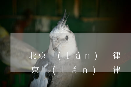 北京藍(lán)鵬律師事務(wù)所(北京藍(lán)鵬律師事務(wù)所合肥分公司唐振)