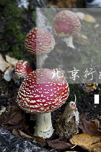 北京行政訴訟律師費(fèi)標(biāo)準(zhǔn)(北京行政訴訟最好律師事務(wù)所)