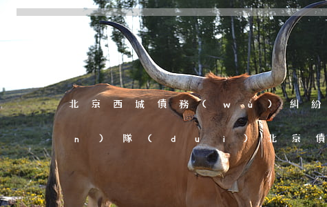北京西城債務(wù)糾紛律師團(tuán)隊(duì)(北京債務(wù)律師事務(wù)所排名前十名)