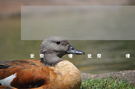 北京訴訟律師(北京訴訟律師助理收入)