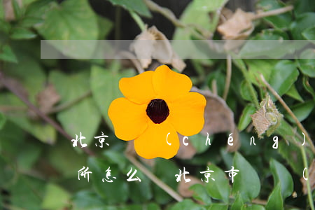 北京諦誠(chéng)律師事務(wù)所怎么樣(北京市華誠(chéng)律師事務(wù)所怎么樣)