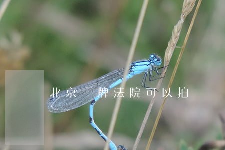北京車牌法院可以拍賣嗎