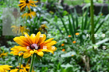 北京辯護(hù)刑事律師事務(wù)所(北京辯護(hù)刑事律師事務(wù)所)