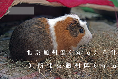 北京通州區(qū)有什么律師事務(wù)所(北京通州區(qū)律師咨詢所)