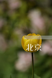 北京醫(yī)療糾紛律師(北京醫(yī)療糾紛律師事務所免費咨詢)
