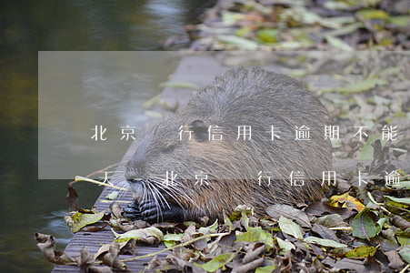 北京銀行信用卡逾期不能超過(guò)幾天-北京銀行信用卡逾期不能超過(guò)幾天嗎