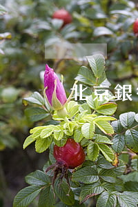 北京銀行信用卡逾期十天(銀行卡逾期10天)