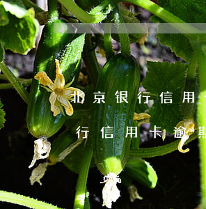 北京银行信用卡逾期5天有影响吗-北京银行信用卡逾期5天有影响吗知乎