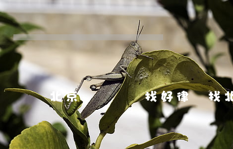 北京門頭溝尋找好律師(找北京知名律師)