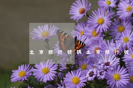 北京限行號碼(北京限行號碼輪換)