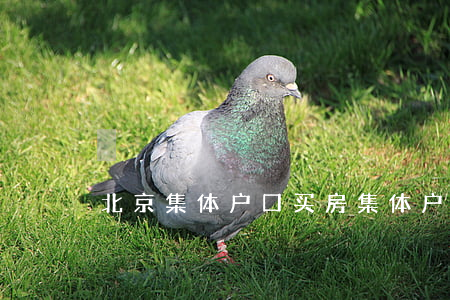 北京集体户口 买房(集体户口北京购房资格)
