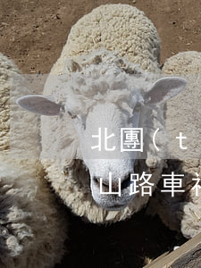 北團(tuán)交通事故(團(tuán)山路車禍)