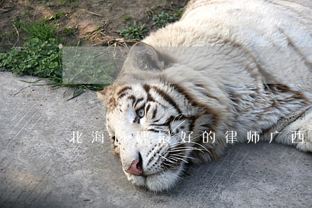 北海口碑最好的律师(广西北海最有名的律师)