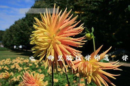 北滘哪里能找律师(道滘律师事务所在哪里)
