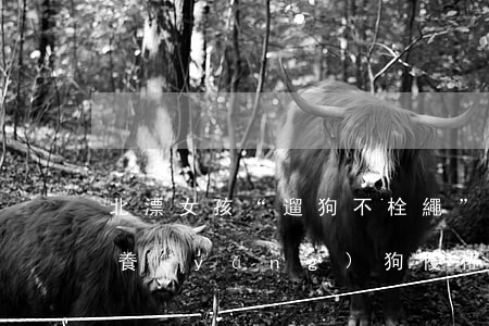 北漂女孩“遛狗不栓繩”致人癱瘓，這可能是養(yǎng)狗侵權(quán)索賠最高的案件&hellip