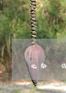 北部灣信用卡逾期4天