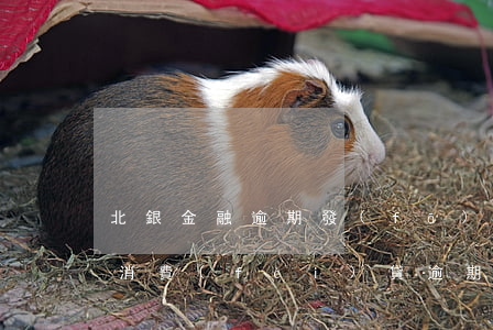北銀金融逾期發(fā)短信被起訴了(北銀消費(fèi)貸逾期會(huì)起訴)