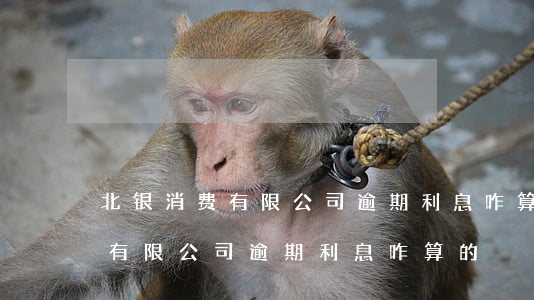北银消费有限公司逾期利息咋算-北银消费有限公司逾期利息咋算的
