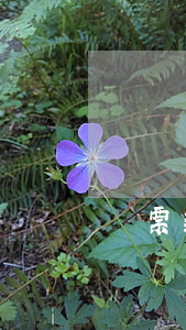 匯票到期無力償還算法(匯票到期不付款)