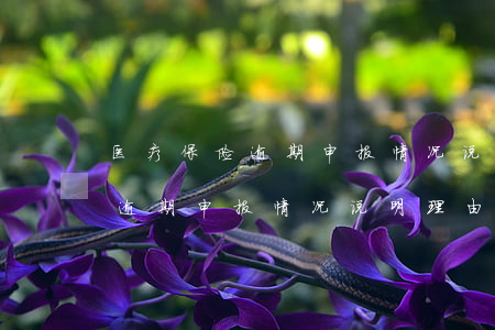 医疗保险逾期申报情况说明理由-医疗保险逾期申报情况说明理由怎么写