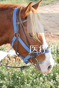 医疗纠纷和解协议书怎么写