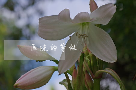 医院的等级