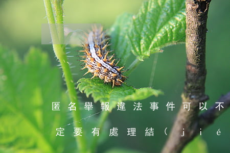 匿名舉報違法事件可以不受理嗎(匿名舉報一定要有處理結(jié)果嗎)