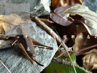 十万信用卡逾期利息罚息 十万信用卡逾期利息罚息多少钱
