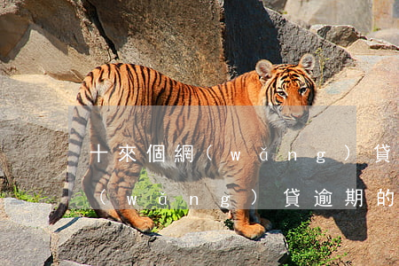 十來個網(wǎng)貸逾期利息高(今年網(wǎng)貸逾期的人特別多)